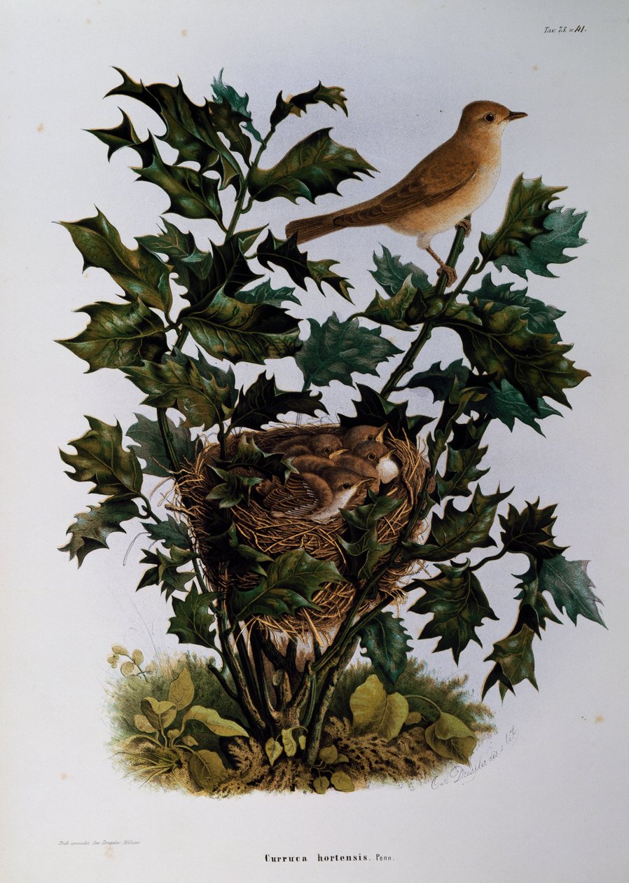 Lasówka ogrodowa (Sylvia hortensis), rycina Oscar Dressler, z Historii naturalnej ptaków gniazdujących w Lombardii, Eugenio Bettoni (1845-1898), Włochy autorstwa Eugenio Bettoni, Oscar Dressler