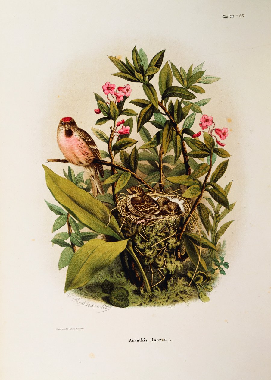 Ilustracja z „Historii naturalnej ptaków gniazdujących w Lombardii” Eugenio Bettoniego przedstawiającej rodzinę pospolitej Carduelis flammea, autorstwa Oscara Dresslera autorstwa Eugenio Bettoni, Oscar Dressler
