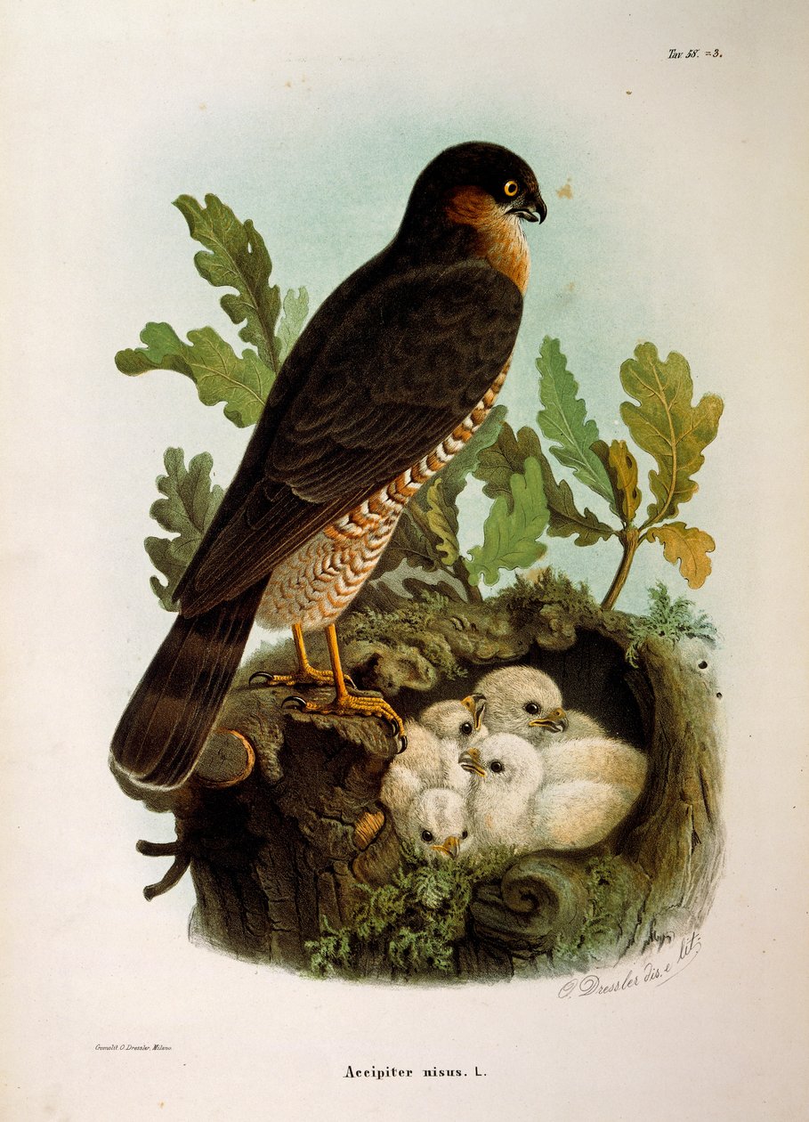 Ilustracja z „Historii naturalnej ptaków gniazdujących w Lombardii” Eugenio Bettoniego przedstawiająca krogulca Accipiter nisus, autorstwa Oscara Dresslera autorstwa Eugenio Bettoni, Oscar Dressler
