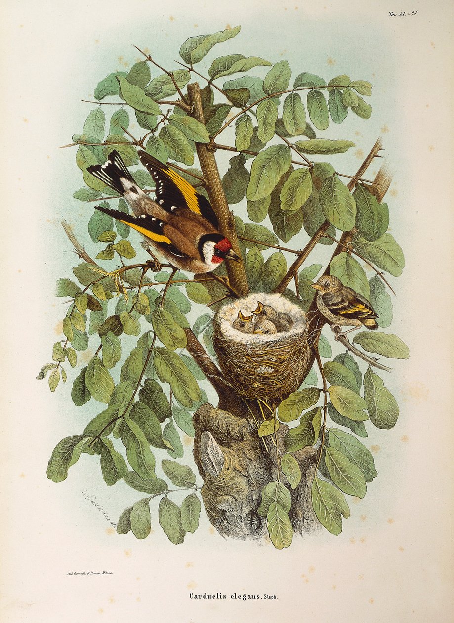 Ilustracja z „Historii naturalnej ptaków gniazdujących w Lombardii” Eugenio Bettoniego przedstawiającej europejską rodzinę szczygieł Carduelis carduelis, autorstwa Oscara Dresslera autorstwa Eugenio Bettoni, Oscar Dressler