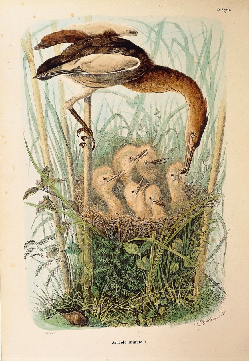 Ilustracja z „Historii naturalnej ptaków gniazdujących w Lombardii” Eugenio Bettoniego przedstawiająca bączka Ixobrychus minutus, autorstwa Oscara Dresslera autorstwa Eugenio Bettoni, Oscar Dressler