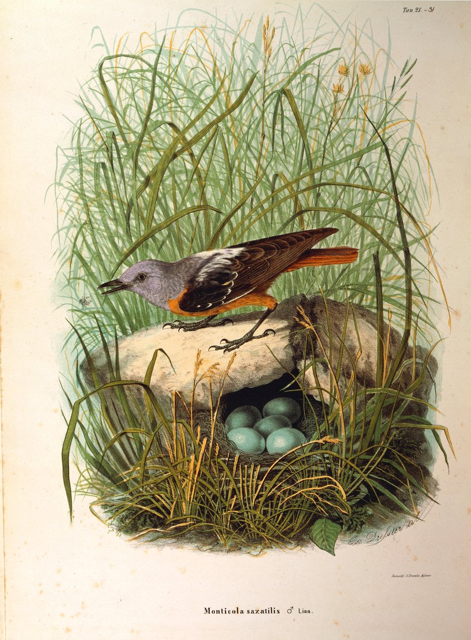 Ilustracja z „Historii naturalnej ptaków gniazdujących w Lombardii” Eugenio Bettoniego przedstawiająca samicę drozda skalnego Monticola saxatilis po gnieździe — Oscar Dressler autorstwa Eugenio Bettoni, Oscar Dressler