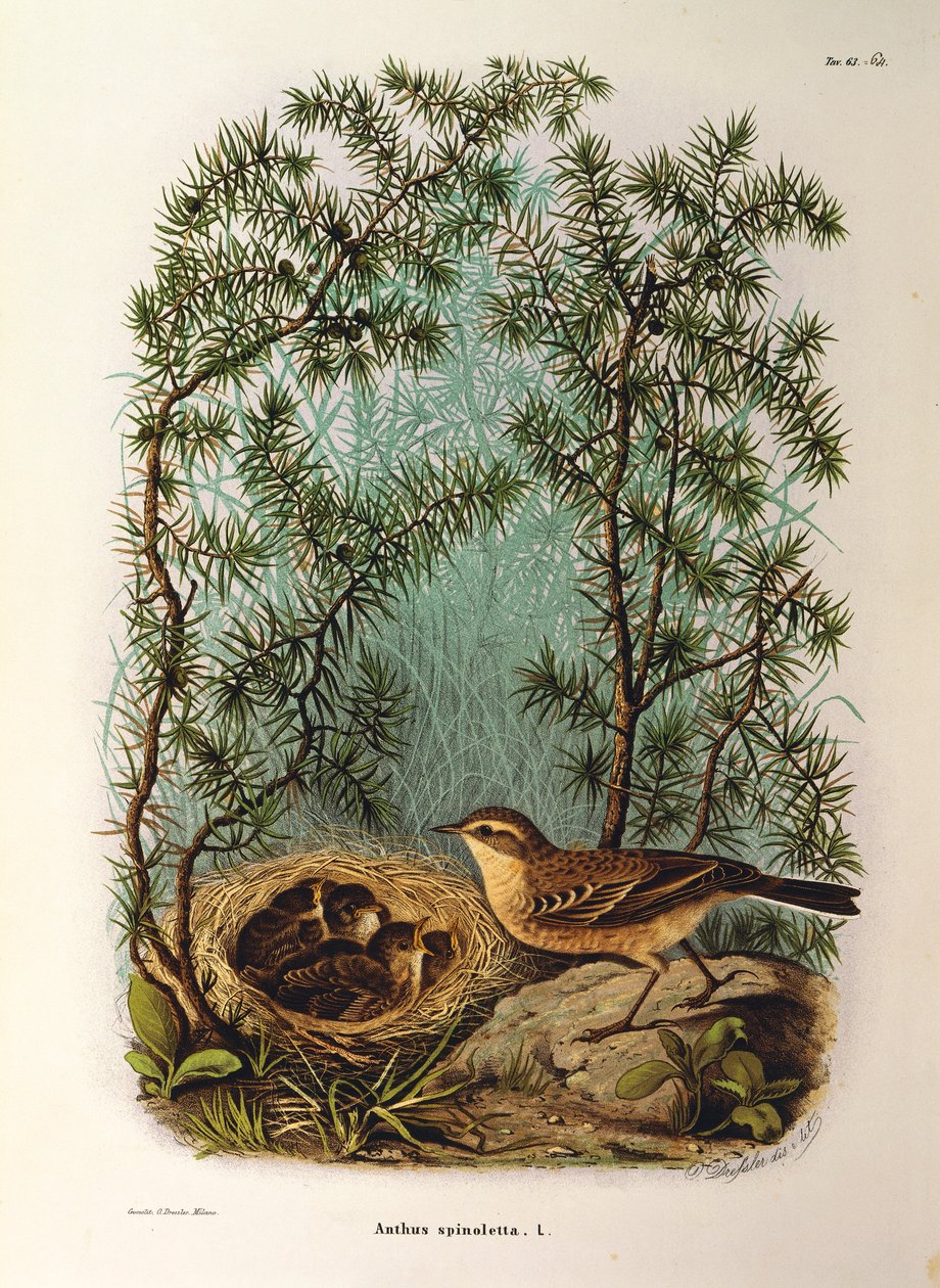 Ilustracja z „Historii naturalnej ptaków gniazdujących w Lombardii” Eugenio Bettoniego przedstawiająca świergotka wodnego Anthus spinoletta, autorstwa Oscara Dresslera autorstwa Eugenio Bettoni, Oscar Dressler