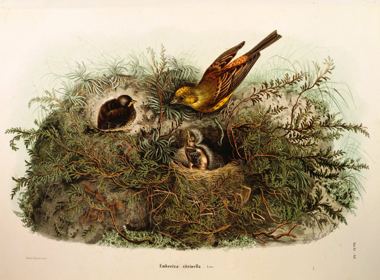 Ilustracja z „Historii naturalnej ptaków gniazdujących w Lombardii” Eugenio Bettoniego przedstawiająca Yellowhammer Emberiza citrinella, autorstwa Oscara Dresslera autorstwa Eugenio Bettoni, Oscar Dressler