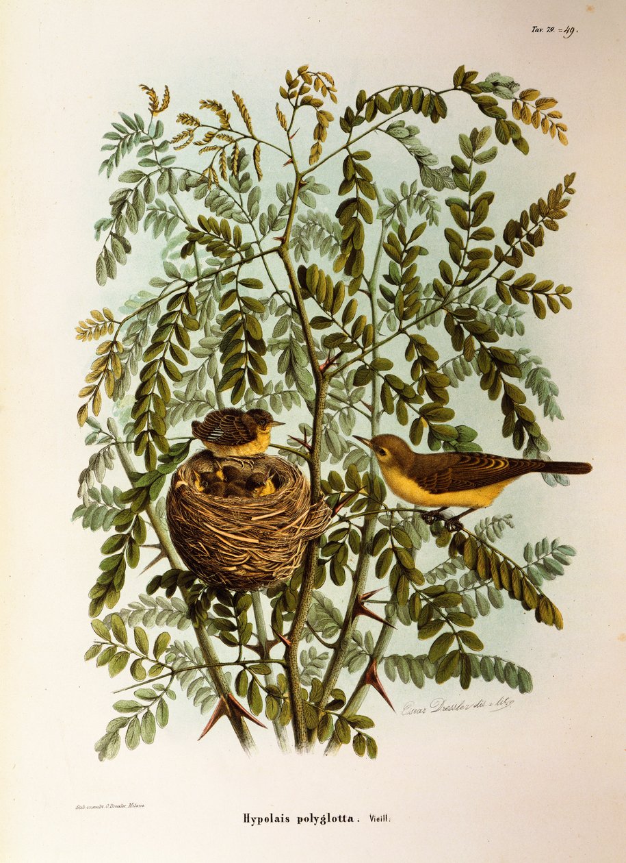 Ilustracja z „Historii naturalnej ptaków gniazdujących w Lombardii” Eugenio Bettoniego przedstawiająca Melodious Warbler Hippolais polyglotta, autorstwa Oscara Dresslera autorstwa Eugenio Bettoni, Oscar Dressler