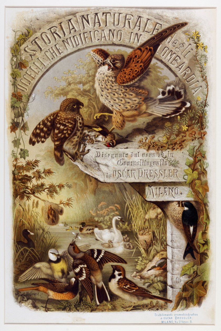 Frontyspis z Historii naturalnej ptaków gniazdujących w Lombardii (Chromolitografia autorstwa Eugenio and Dressler Oscar  Bettoni