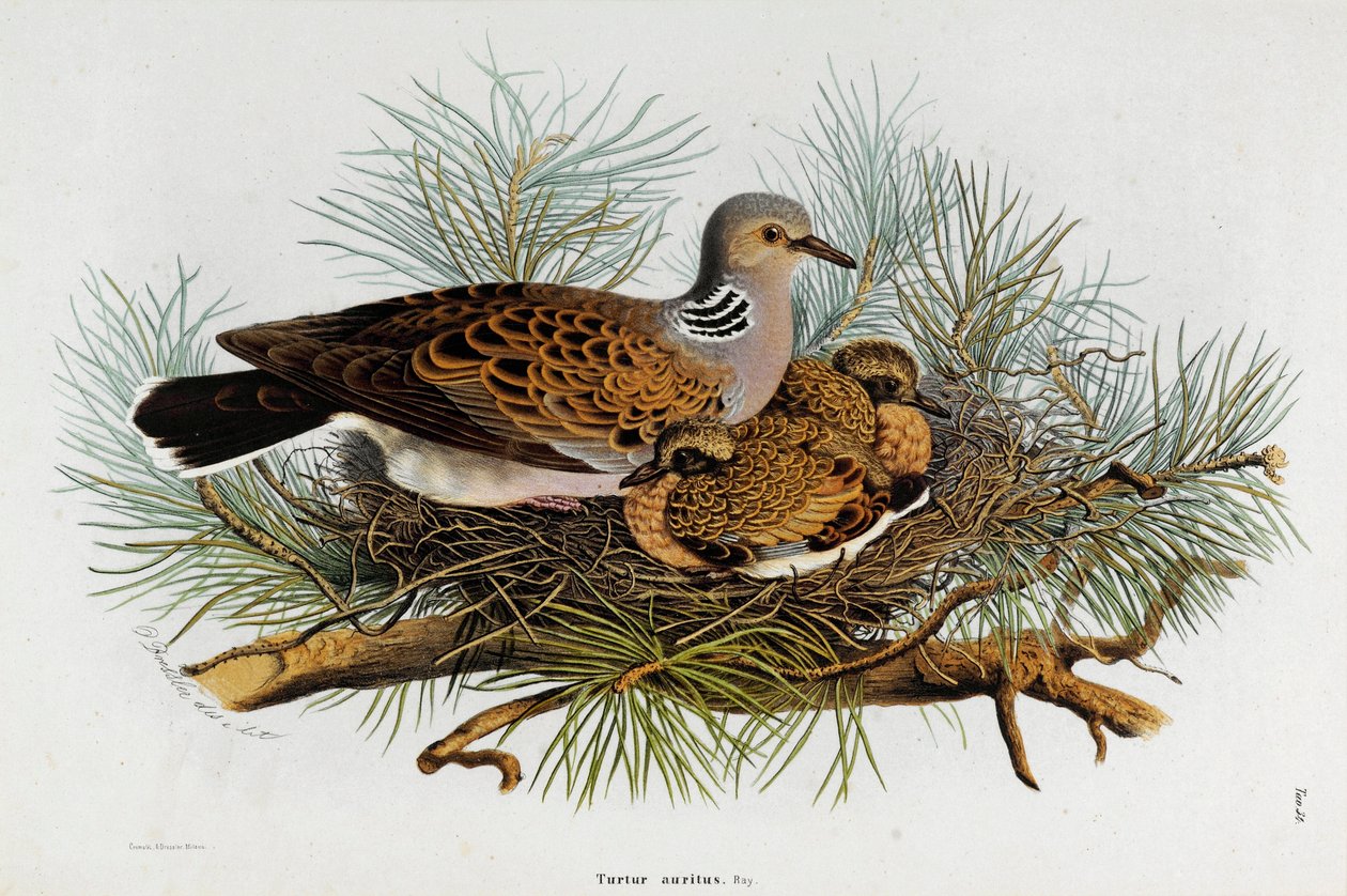 Reprezentacja Gołębicy (Turtle-Dove) (Chromolitografia) autorstwa Eugenio and Dressler Oscar  Bettoni