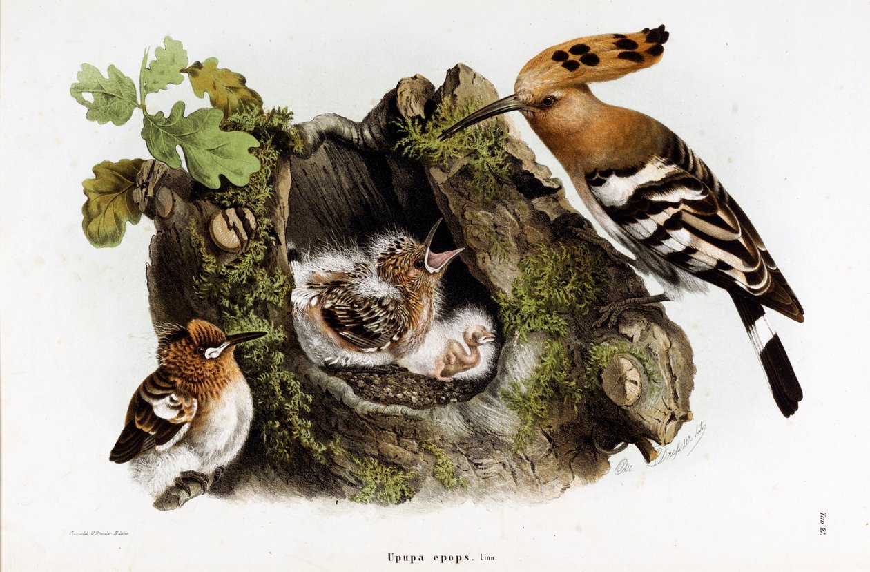 Reprezentacja fascie Huppe (Upupa epops) (dudek) (chromolitografia autorstwa Eugenio and Dressler Oscar  Bettoni