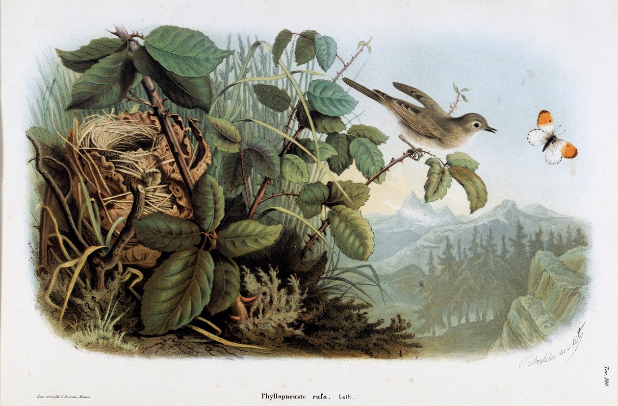 Reprezentacja welonika kurzego (Phyllopneuste rufa) (Chiffchaff) (Chromolitografia autorstwa Eugenio and Dressler Oscar  Bettoni