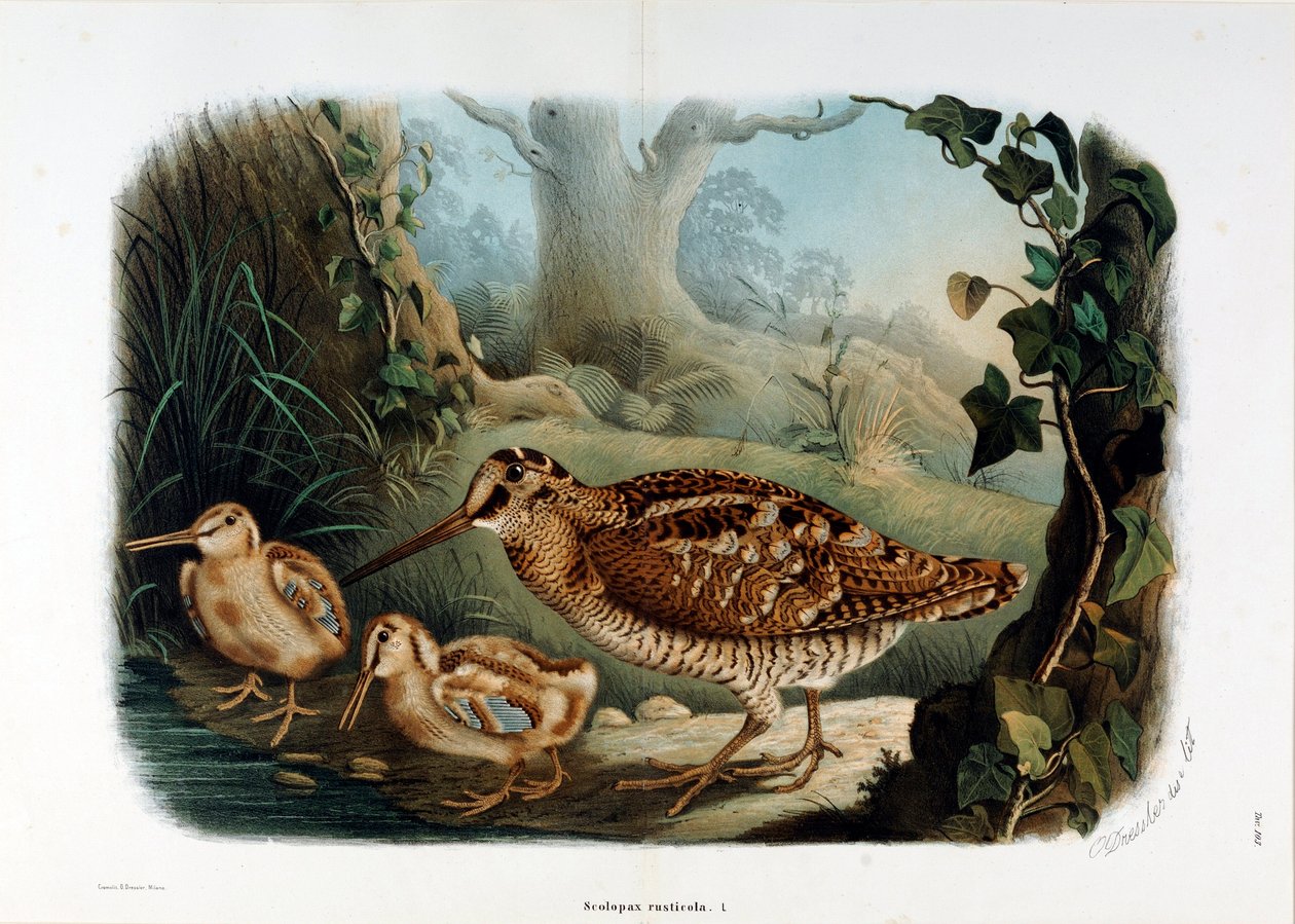 Reprezentacja dzioba drewna (Scolopax rusticola lub Woodck) (Chromolithography) autorstwa Eugenio and Dressler Oscar  Bettoni