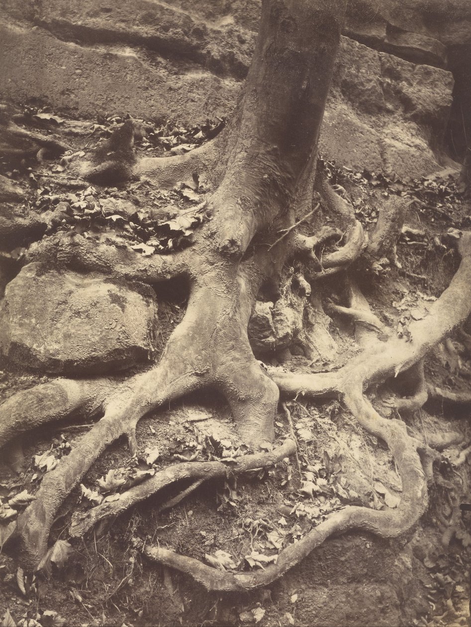 Korzenie drzew, Saint-Cloud autorstwa Eugène Atget