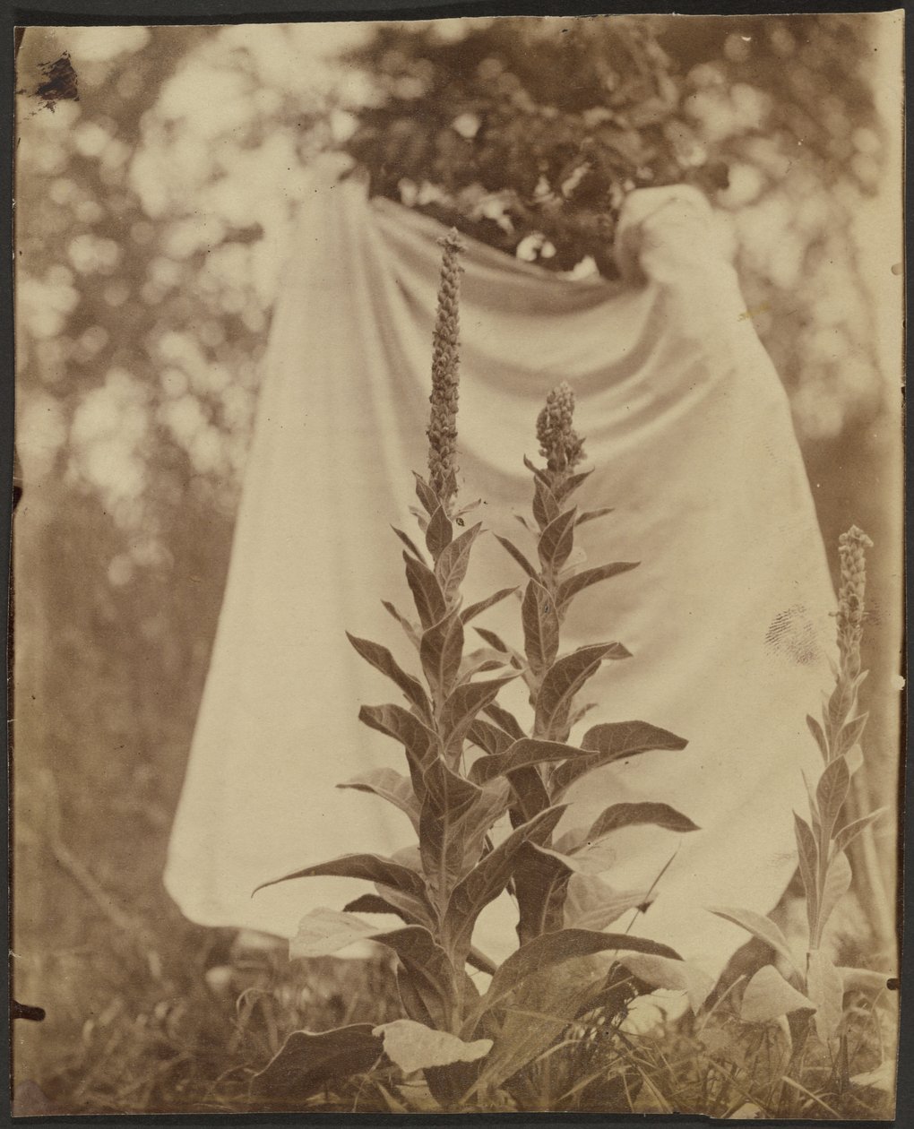 Bouillon Blanc (dziewanna) autorstwa Eugène Atget