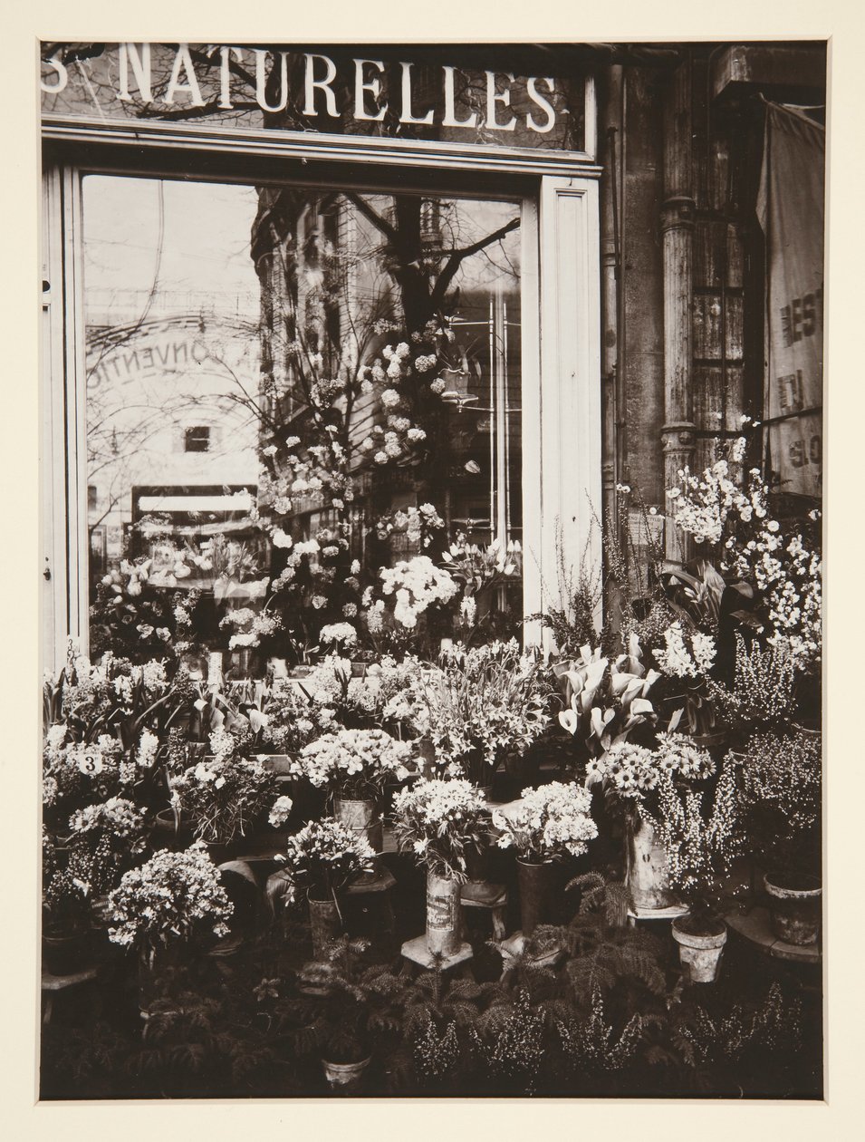 Kwiaciarnia -37 (Kwiaciarnia) autorstwa Eugène Atget