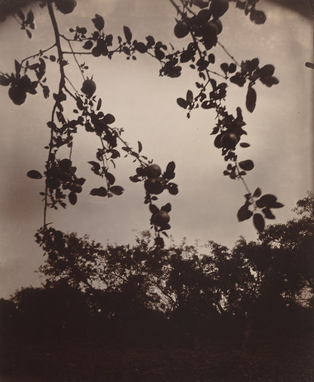 gałąź jabłoni autorstwa Eugène Atget