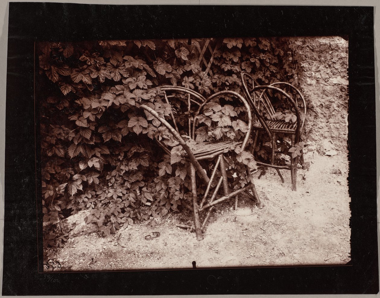 Chmiel autorstwa Eugène Atget