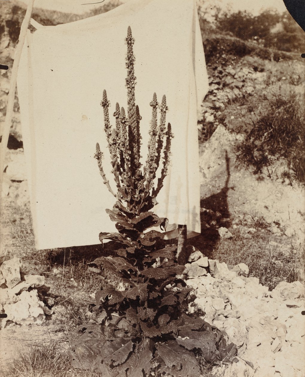 Dziewanna w rozkwicie autorstwa Eugène Atget