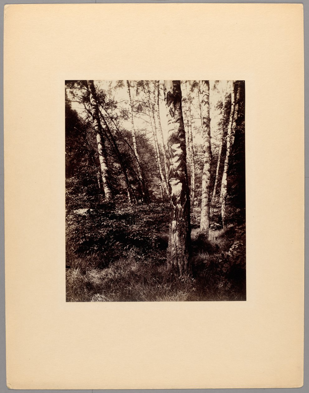 Saint-Cloud Park autorstwa Eugène Atget