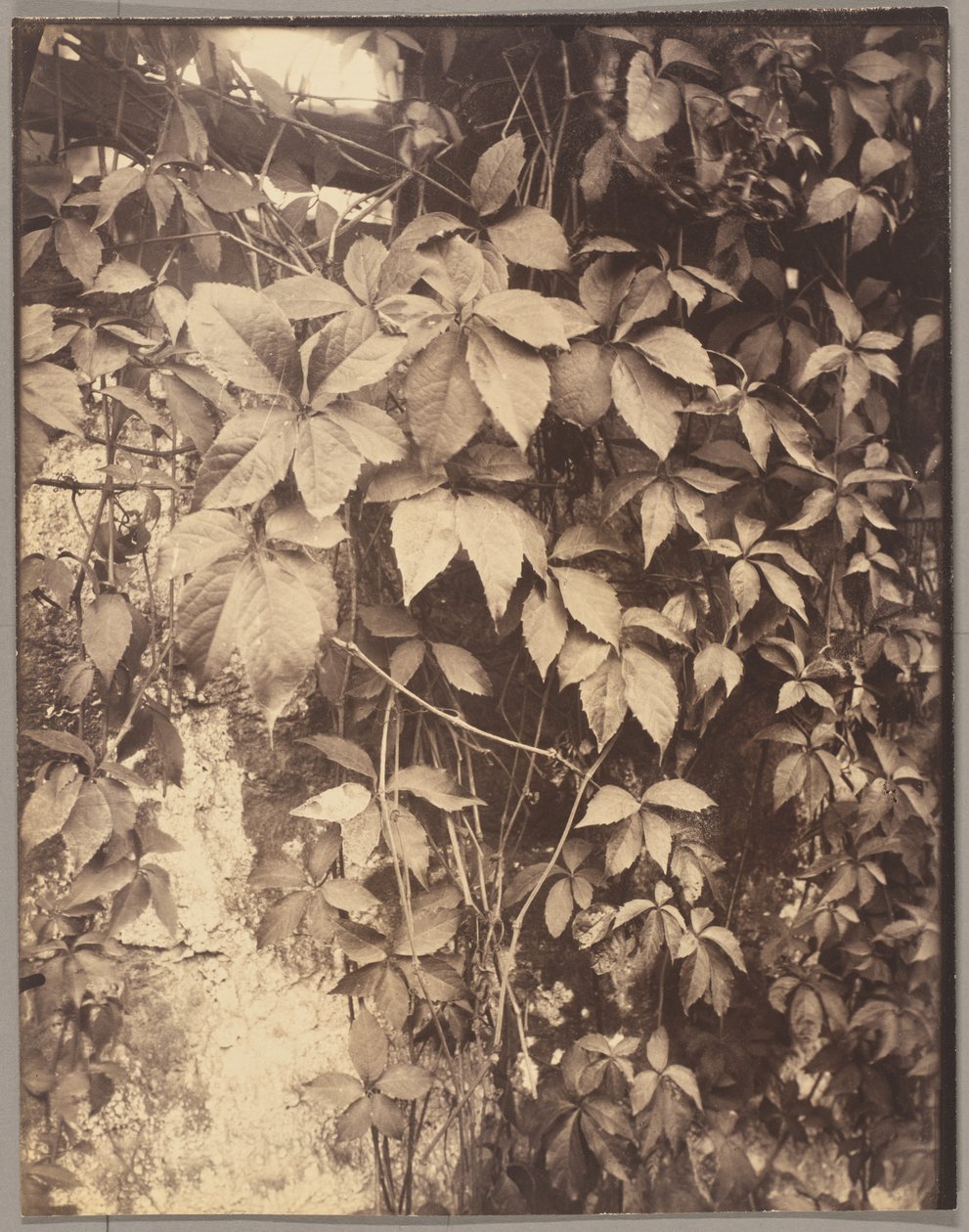 Vigne Vierge autorstwa Eugène Atget