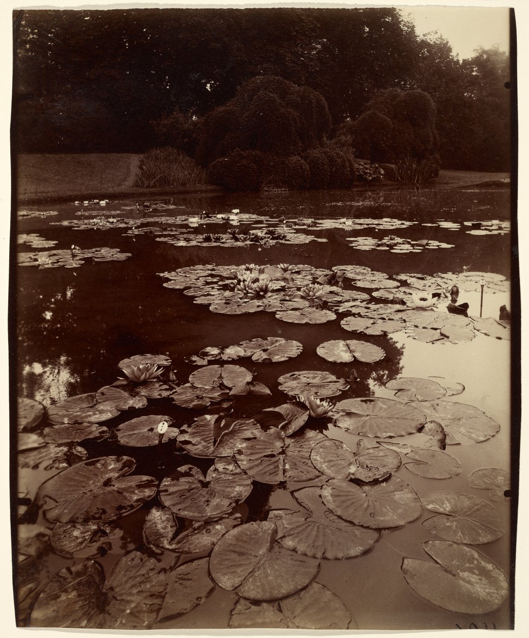 [Lilie wodne] autorstwa Eugène Atget