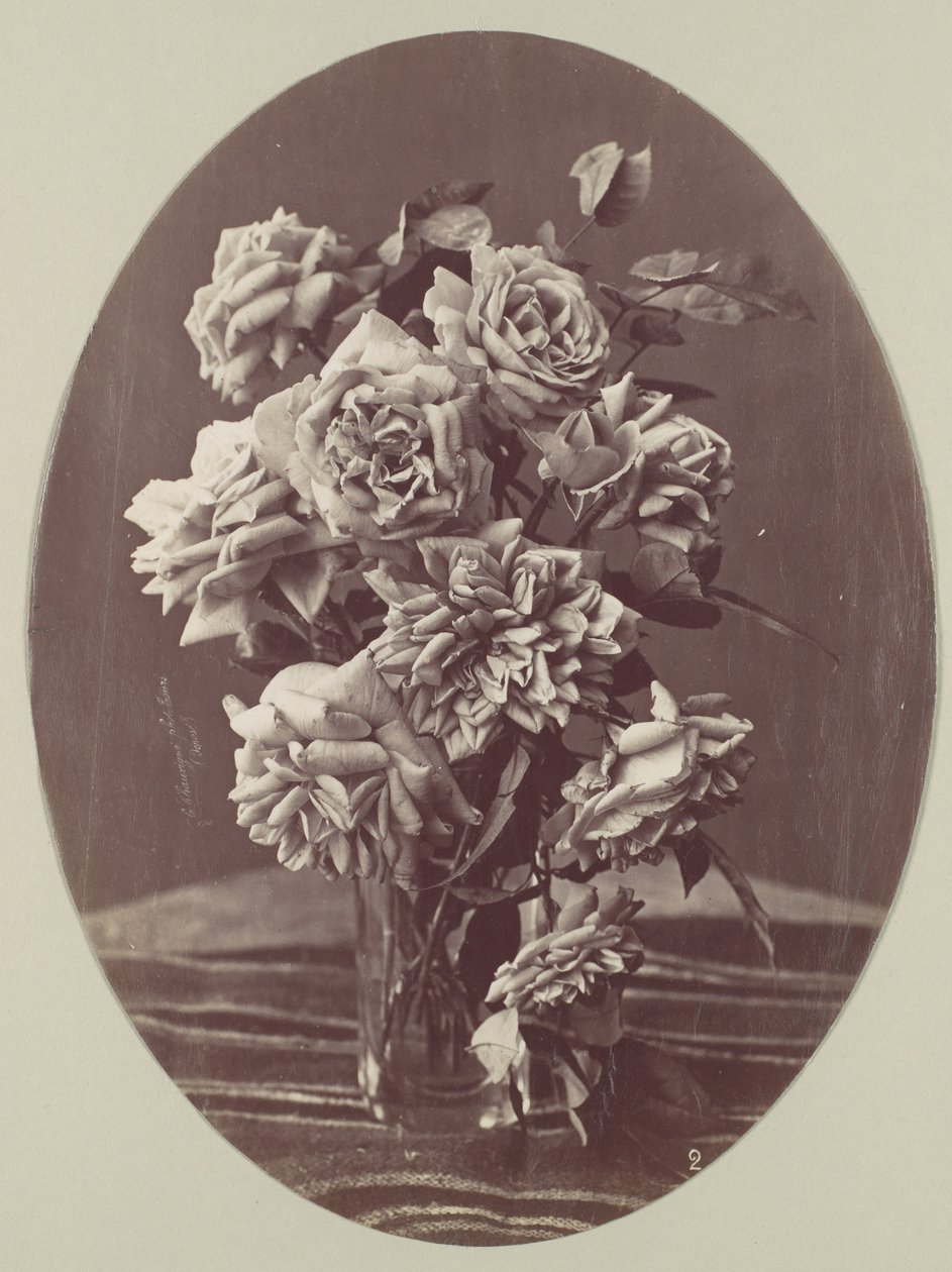 [Róże], ca. 1875. autorstwa Eugène Chauvigné