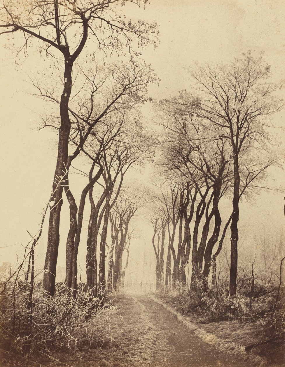 Droga i drzewa w szronie, 1860 (zdjęcie) autorstwa Eugène Cuvelier