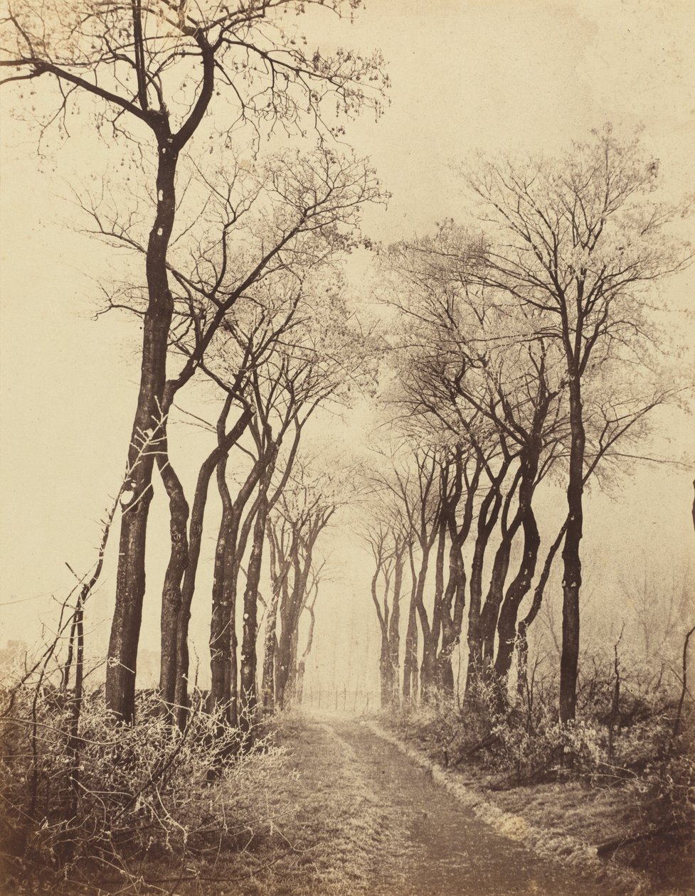 Droga i drzewa z szronem, 1860. autorstwa Eugène Cuvelier