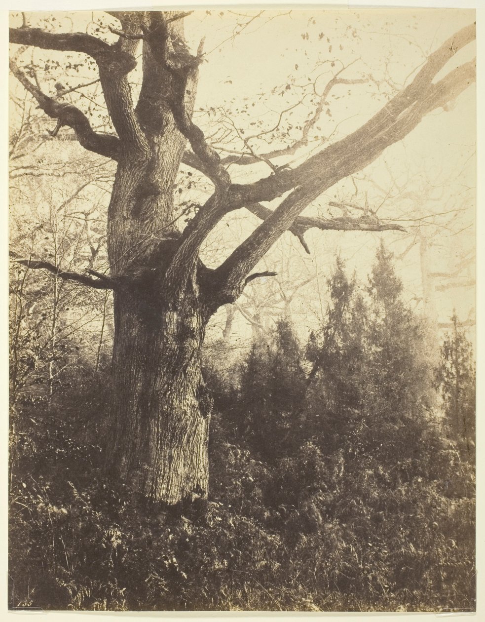 Nieuprawny autorstwa Eugène Cuvelier