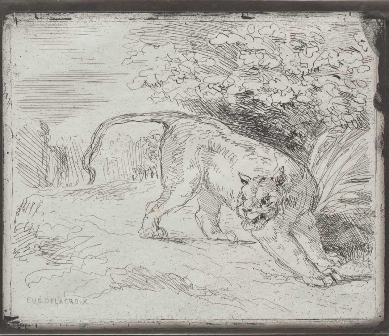 Uwięziony tygrys autorstwa Eugène Delacroix