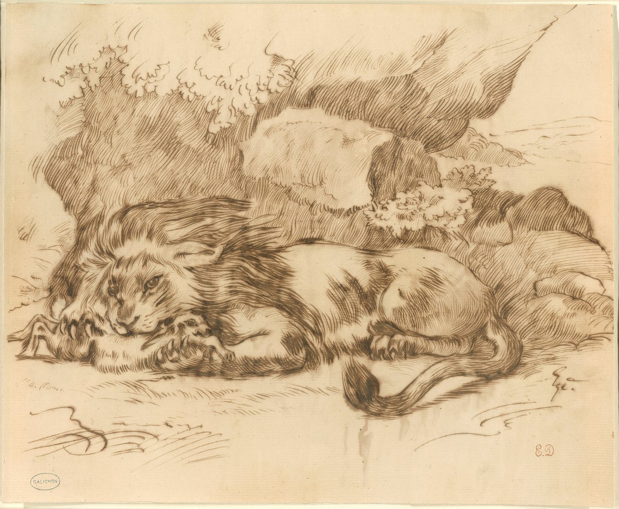 Lew pożerający królika autorstwa Eugène Delacroix