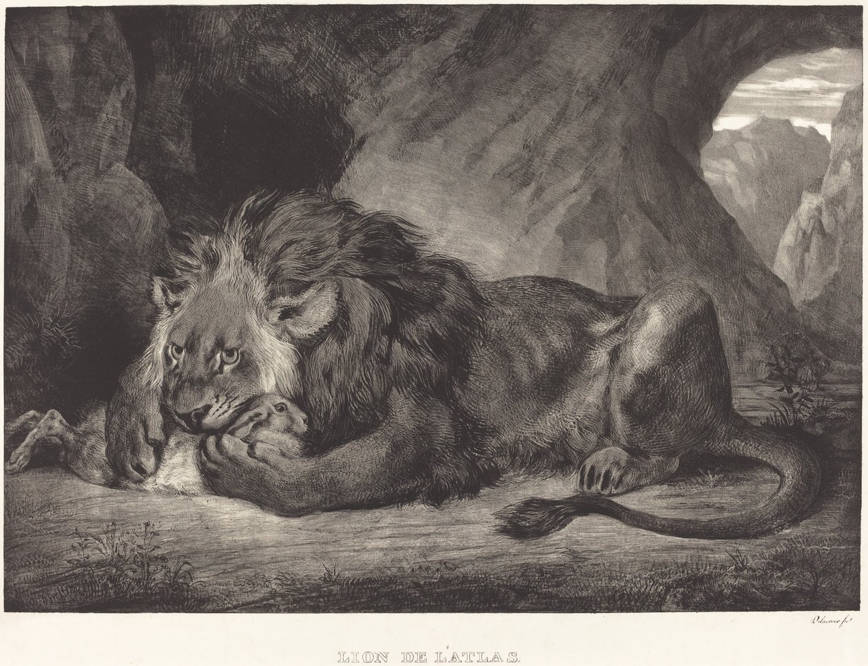 Lew z gór Atlas (Lion de l