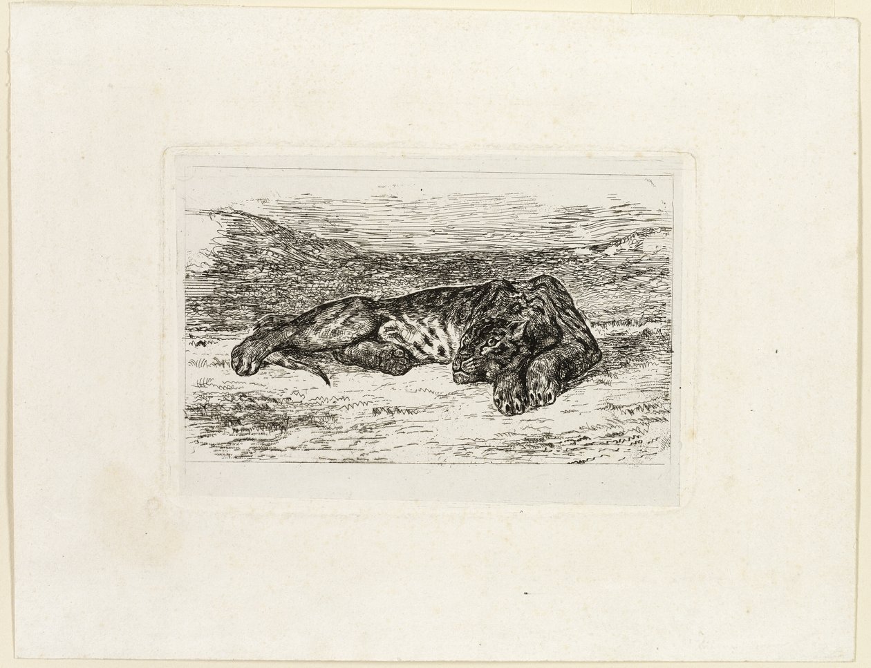 Tygrys odpoczywający na pustyni autorstwa Eugène Delacroix