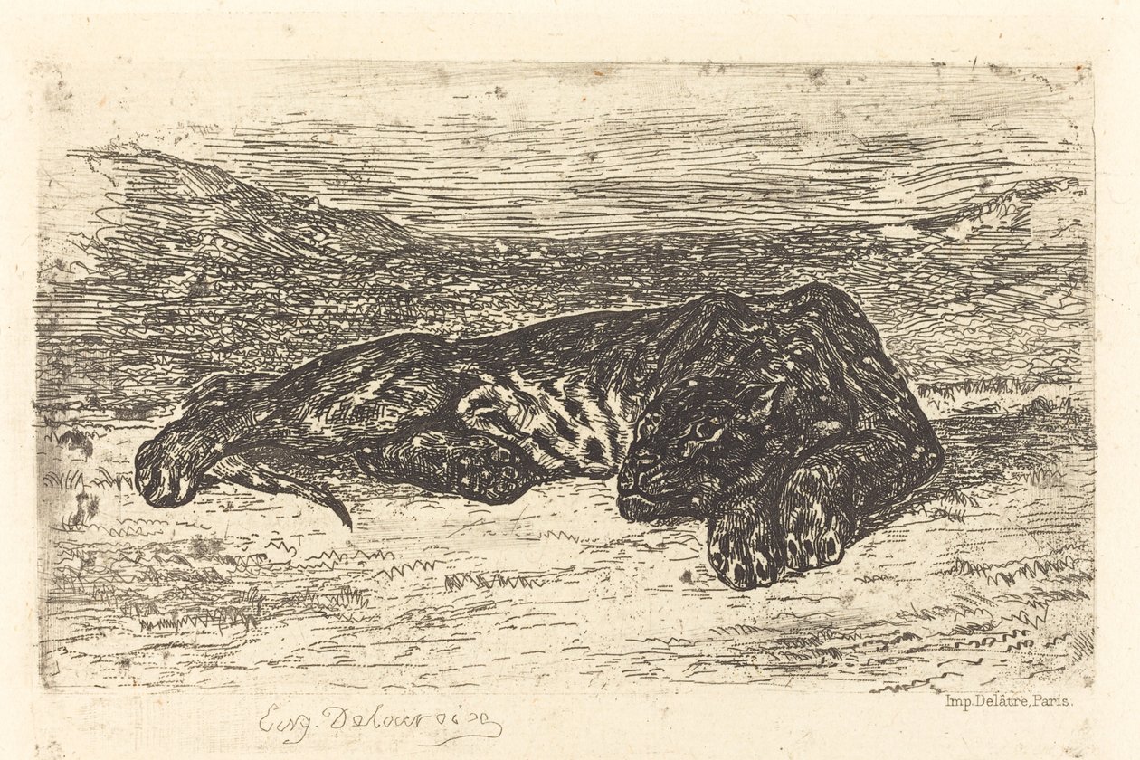 Tygrys śpiący na pustyni Tygrys śpiący na pustyni, 1846. autorstwa Eugène Delacroix