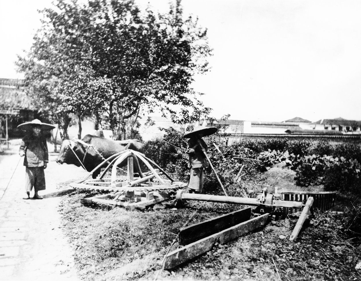 Nawadnianie napędzane przez woły, Chiny, ok. 1870-80 autorstwa European Photographer
