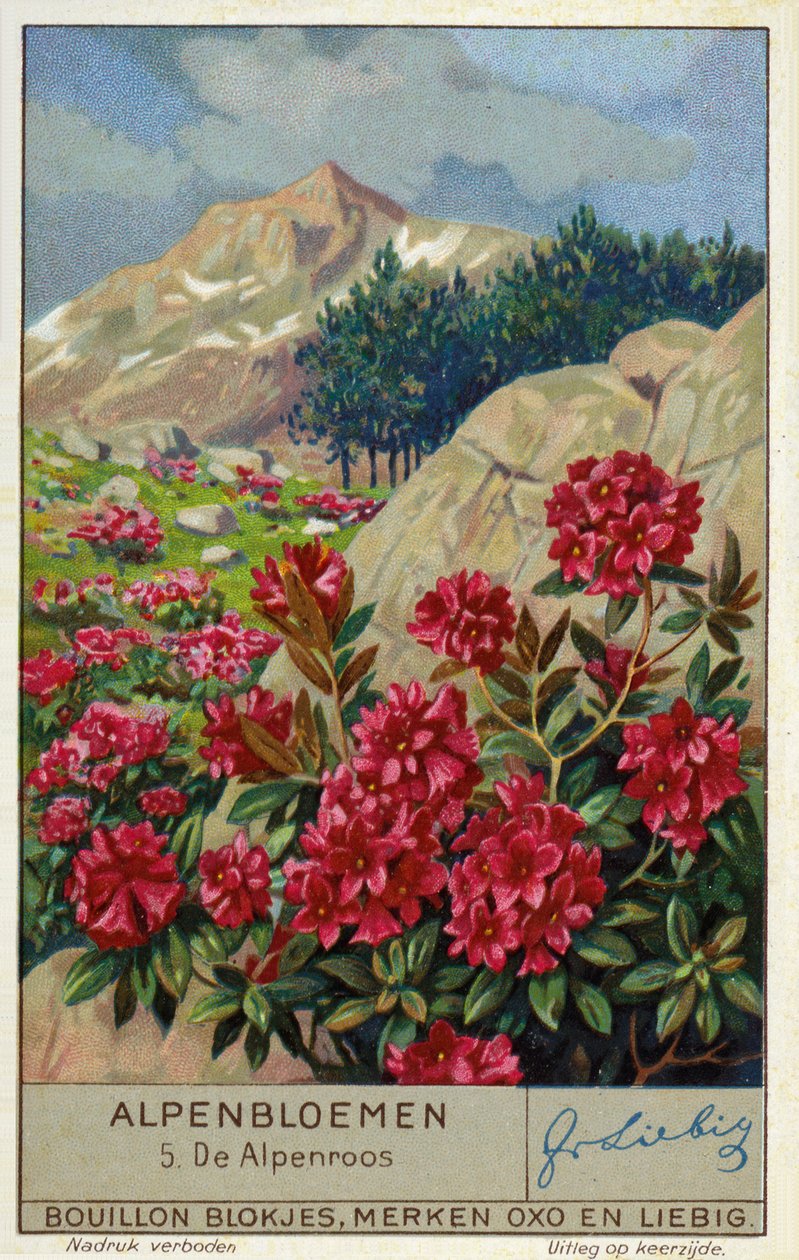 Alpenrose (Rhododendron ferrugineum) (chromolitho) autorstwa European School
