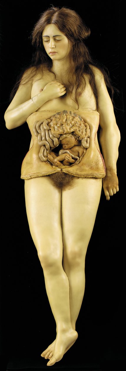 Anatomiczny model ciąży jajnikowej autorstwa European School