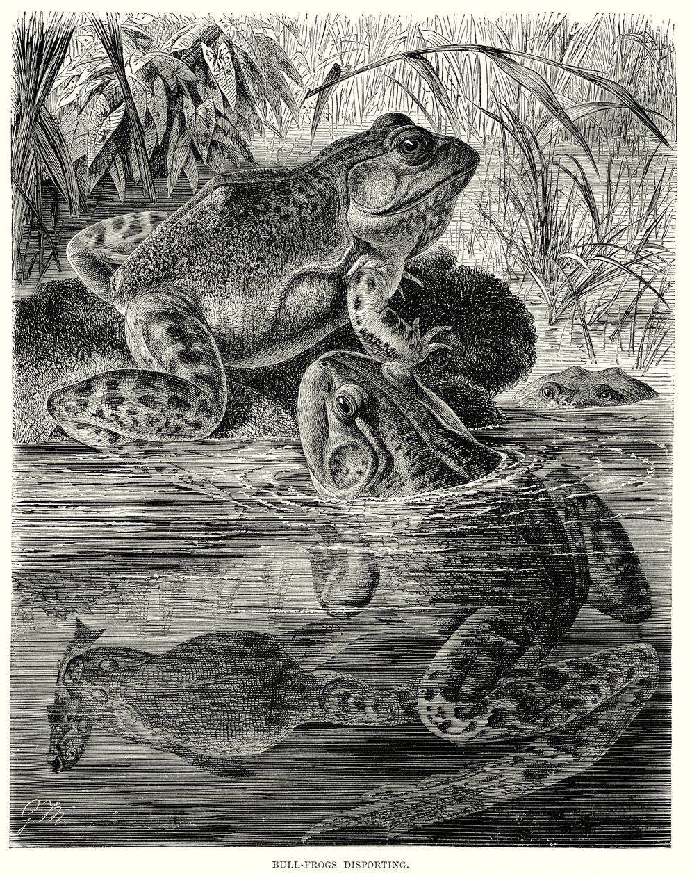 Bull Frogs disporting (grawerunek) autorstwa European School