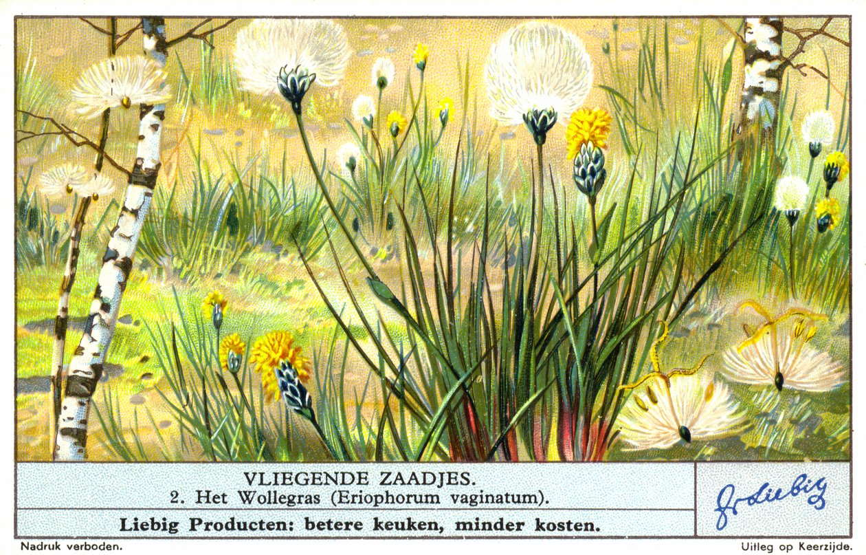 Trawa bawełniana (Eriophorum vaginatum) (chromolitho) autorstwa European School