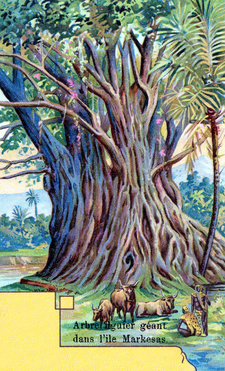 Gigantyczne drzewo figowe w zatoce Anna Maria, Nuku Hiva, Markizy autorstwa European School