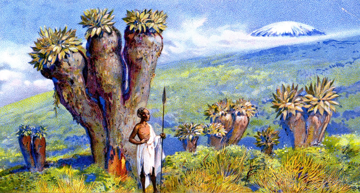 Giant Groundsel, Kilimandżaro, Afryka autorstwa European School
