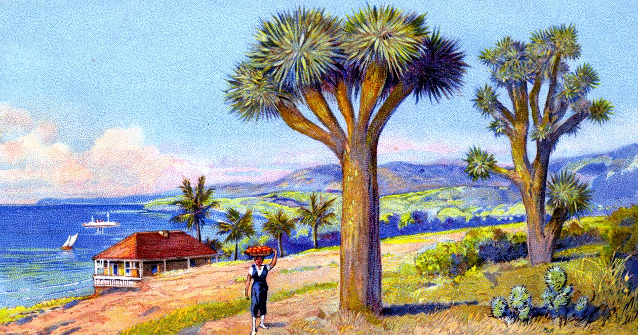 Joshua Trees, Kalifornia autorstwa European School