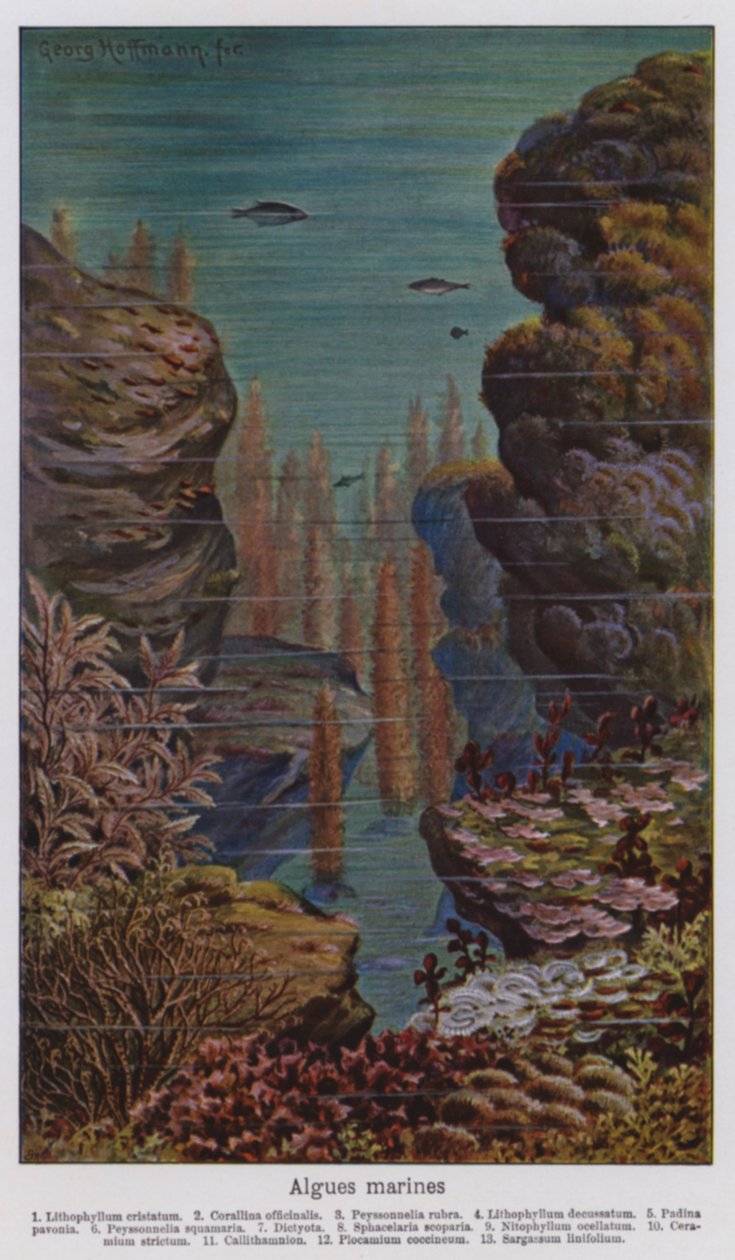 Algi morskie (litografia kolorowa) autorstwa European School