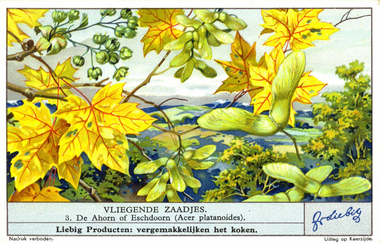 Klon pospolity (Acer platanoides) (chromolitho) autorstwa European School