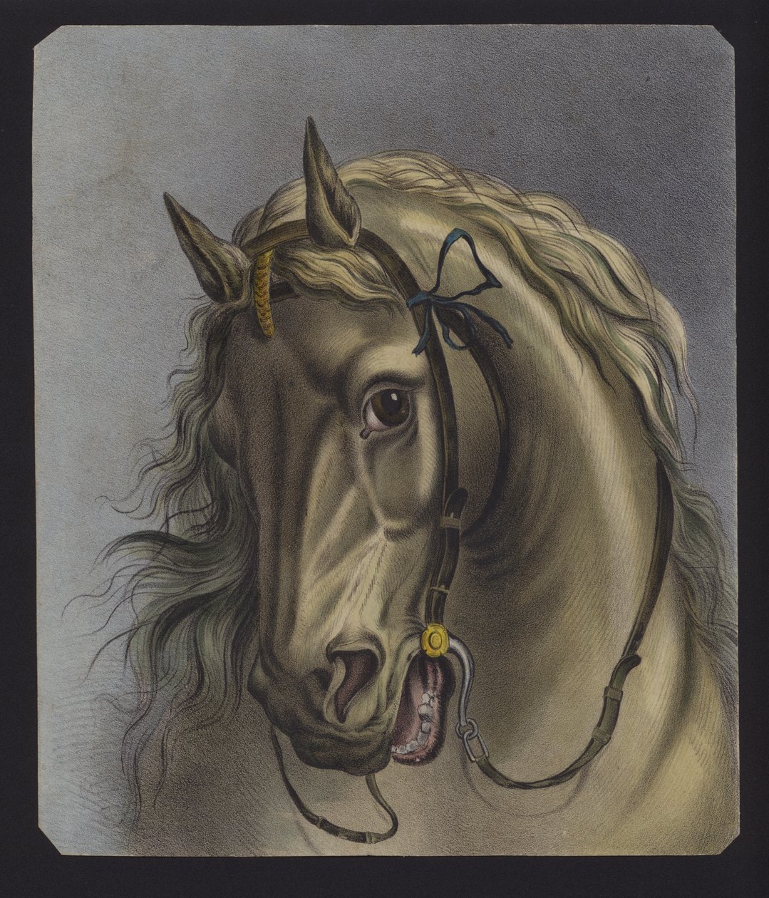 Portret konia (litografia kolorowa) autorstwa European School