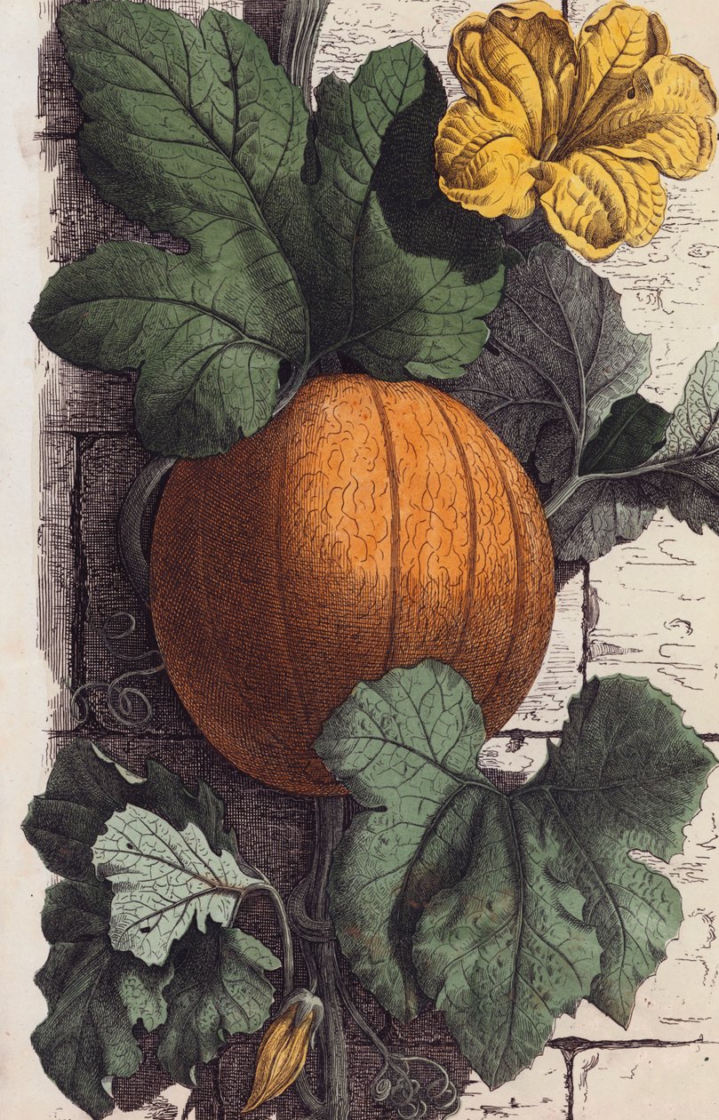 Dynia (kolorowa litografia) autorstwa European School