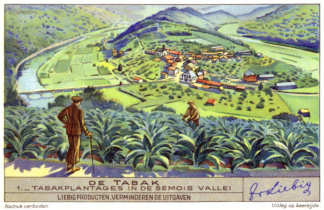 Plantacja tytoniu w dolinie Semois, Belgia (chromolitografia) autorstwa European School
