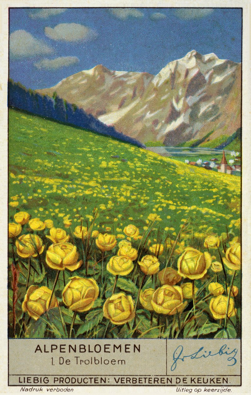 Trollius (globeflower) (chromolitho) autorstwa European School