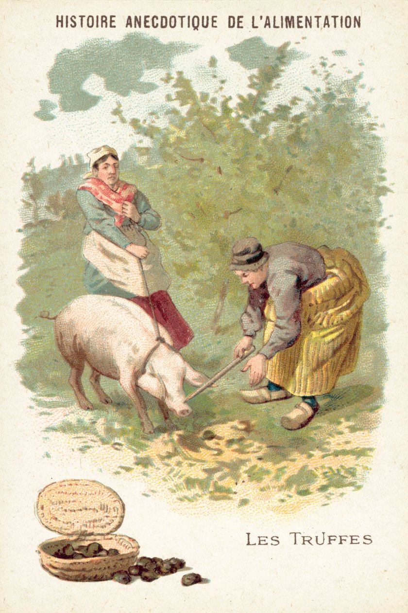 Trufle (chromolitho) autorstwa European School