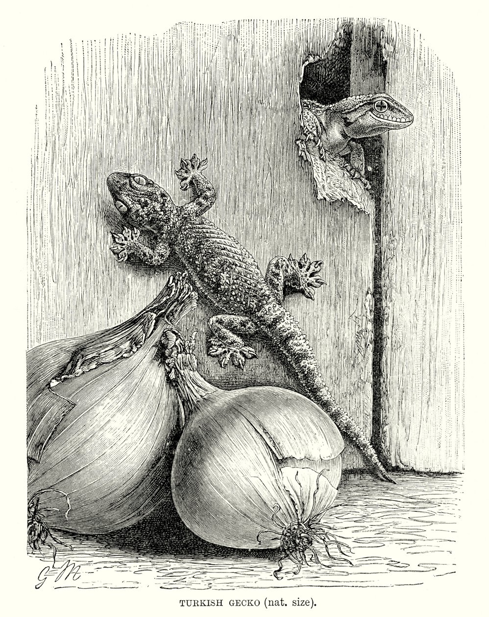 Gekon turecki (grawerunek) autorstwa European School