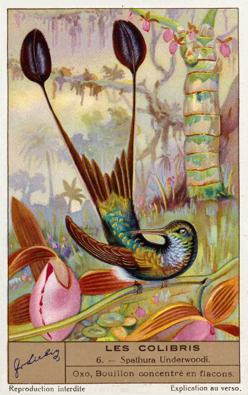 Bielik (Spathura Underwoodii) (chromolitho) autorstwa European School