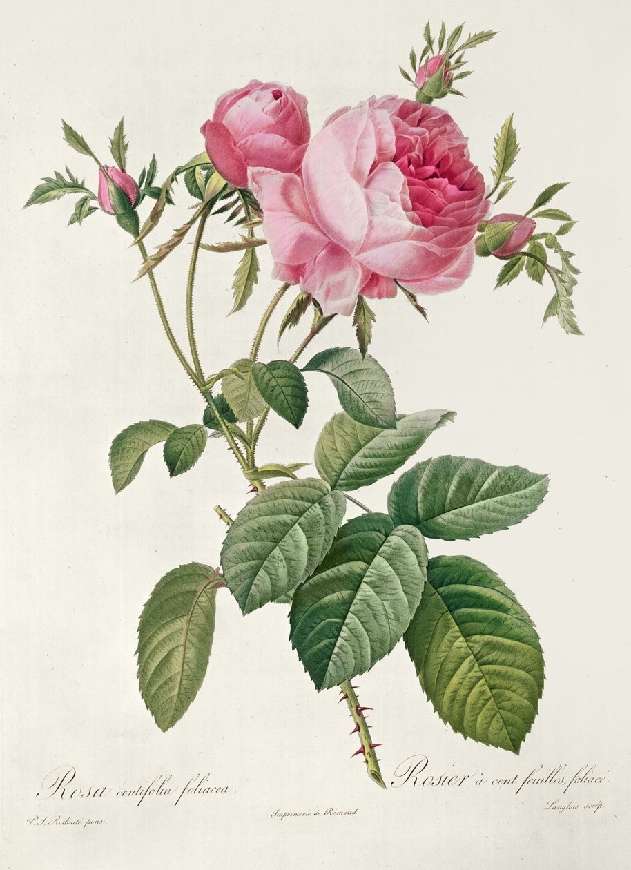 Teoria, les Roses, Rosa Centifolia Foliacea (litografia) autorstwa Eustache Hyacinthe Langlois